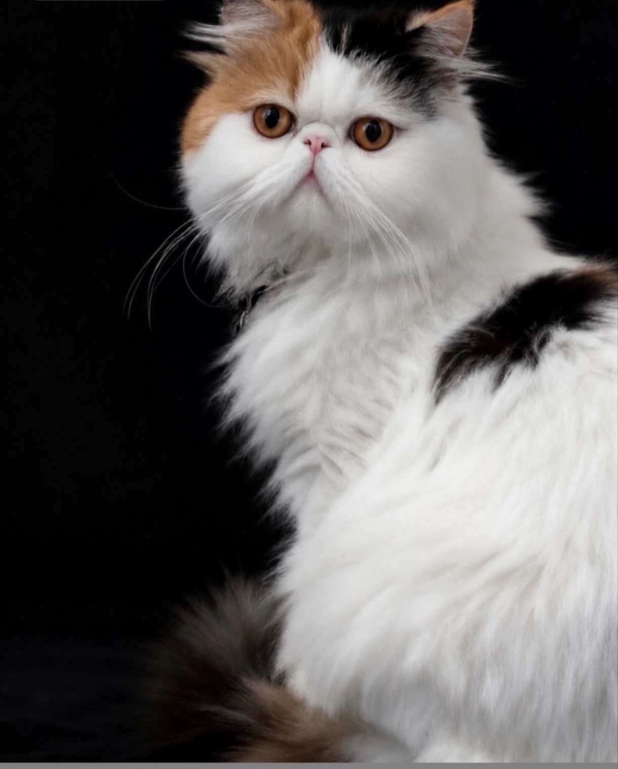 Lily — ASF Cattery calico Persian queen, CFA registered breeding cat in Orlando FL