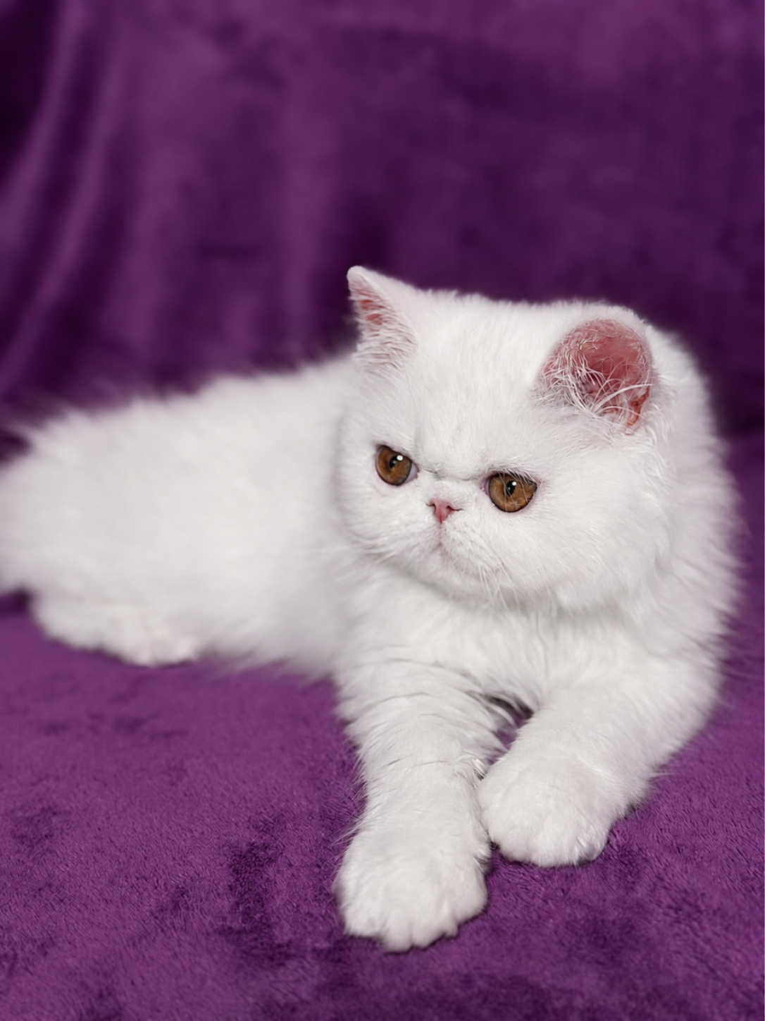 White Persian kitten from ASF Cattery — CFA registered, champion bloodlines, Orlando FL