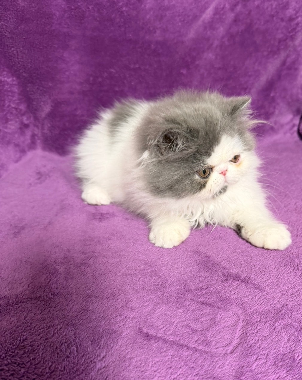 Persian kitten from ASF Cattery Florida — home-raised, vaccinated, health guaranteed